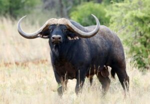 Buffalo in Mara