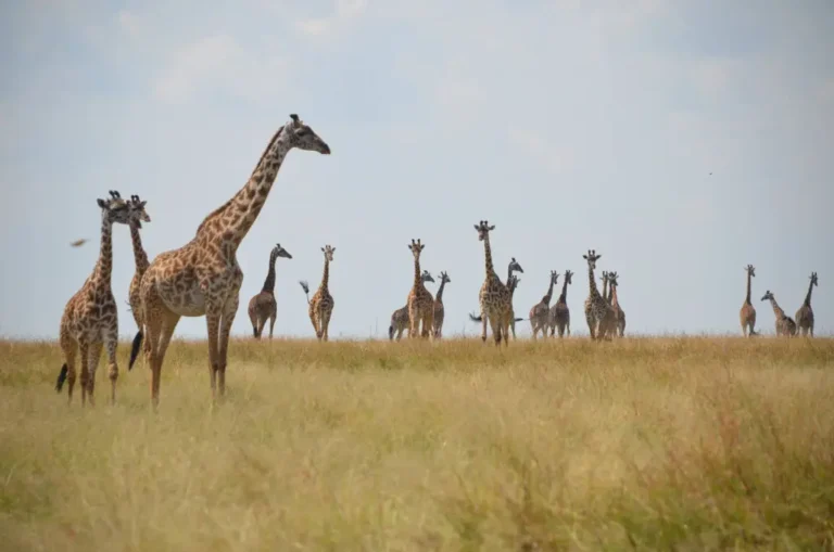 mara giraffes