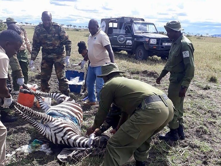 mara zebra rescue