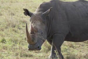 rhino2 mara